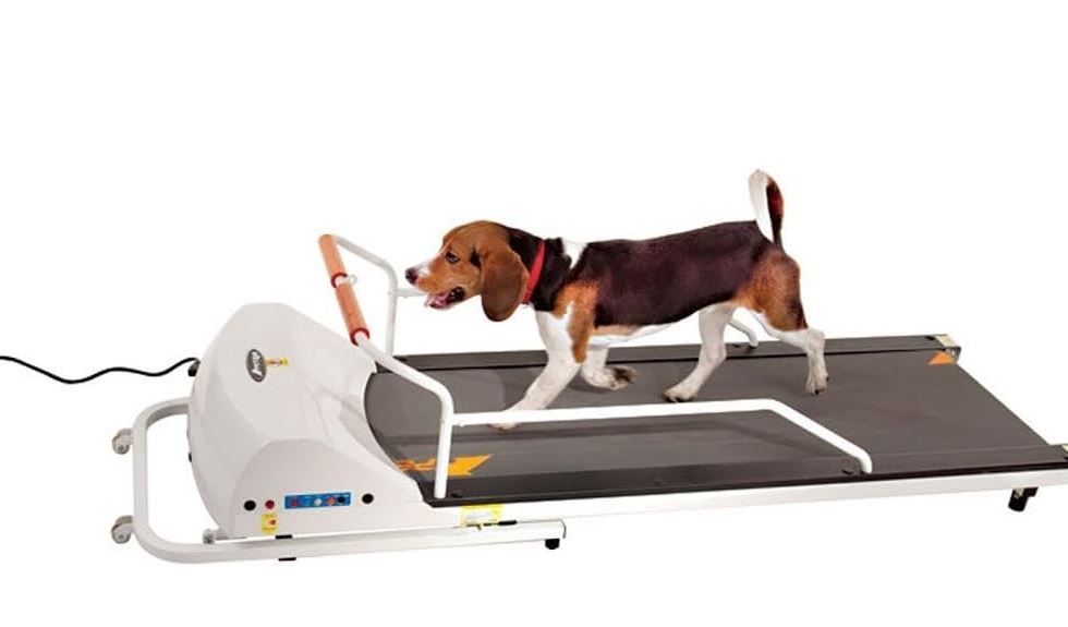 Treadmills and Rehabilitation